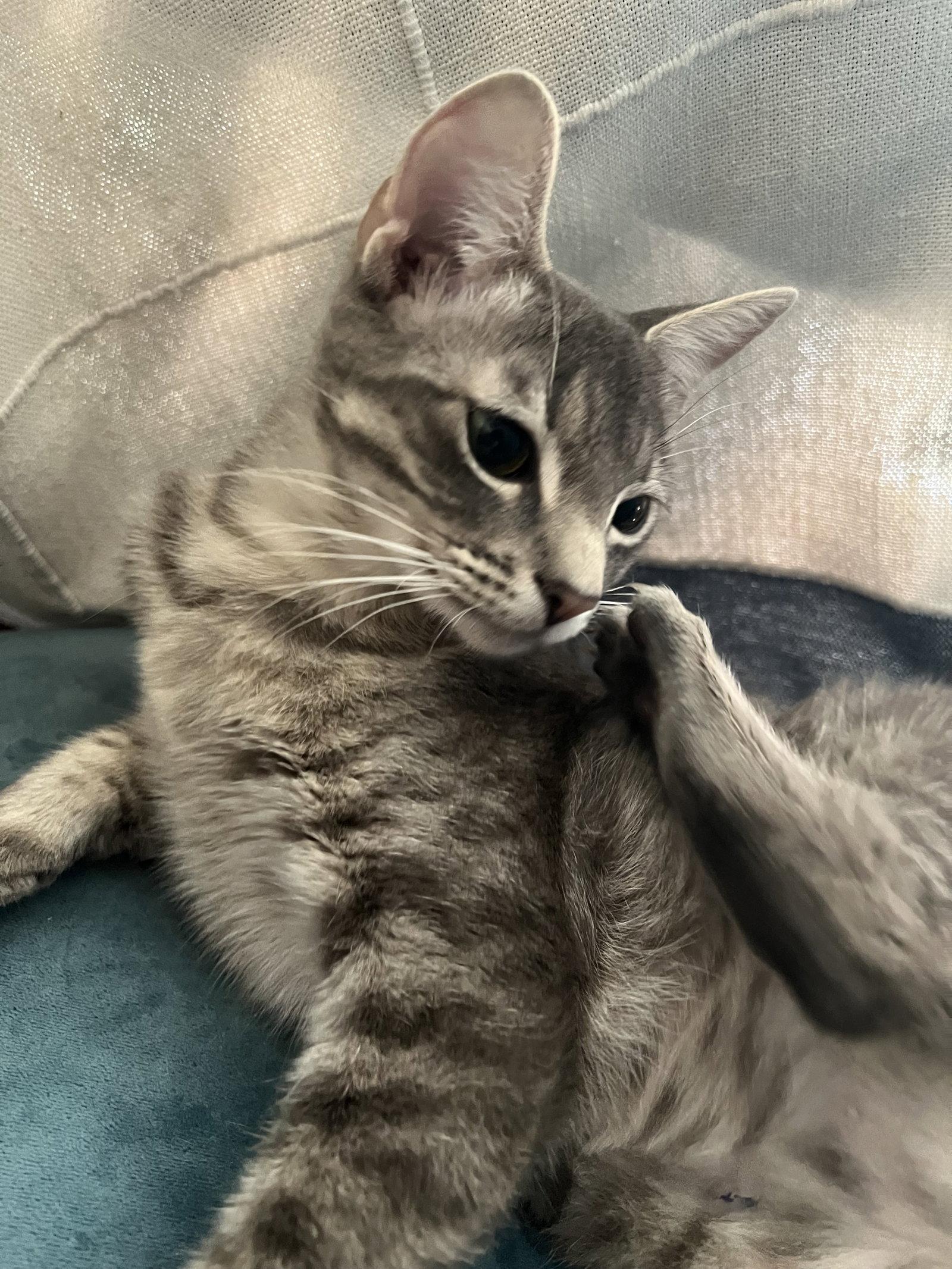 Princess Jasmine, a Adoptable Domestic Short Hair in Frisco, TX image 2/3