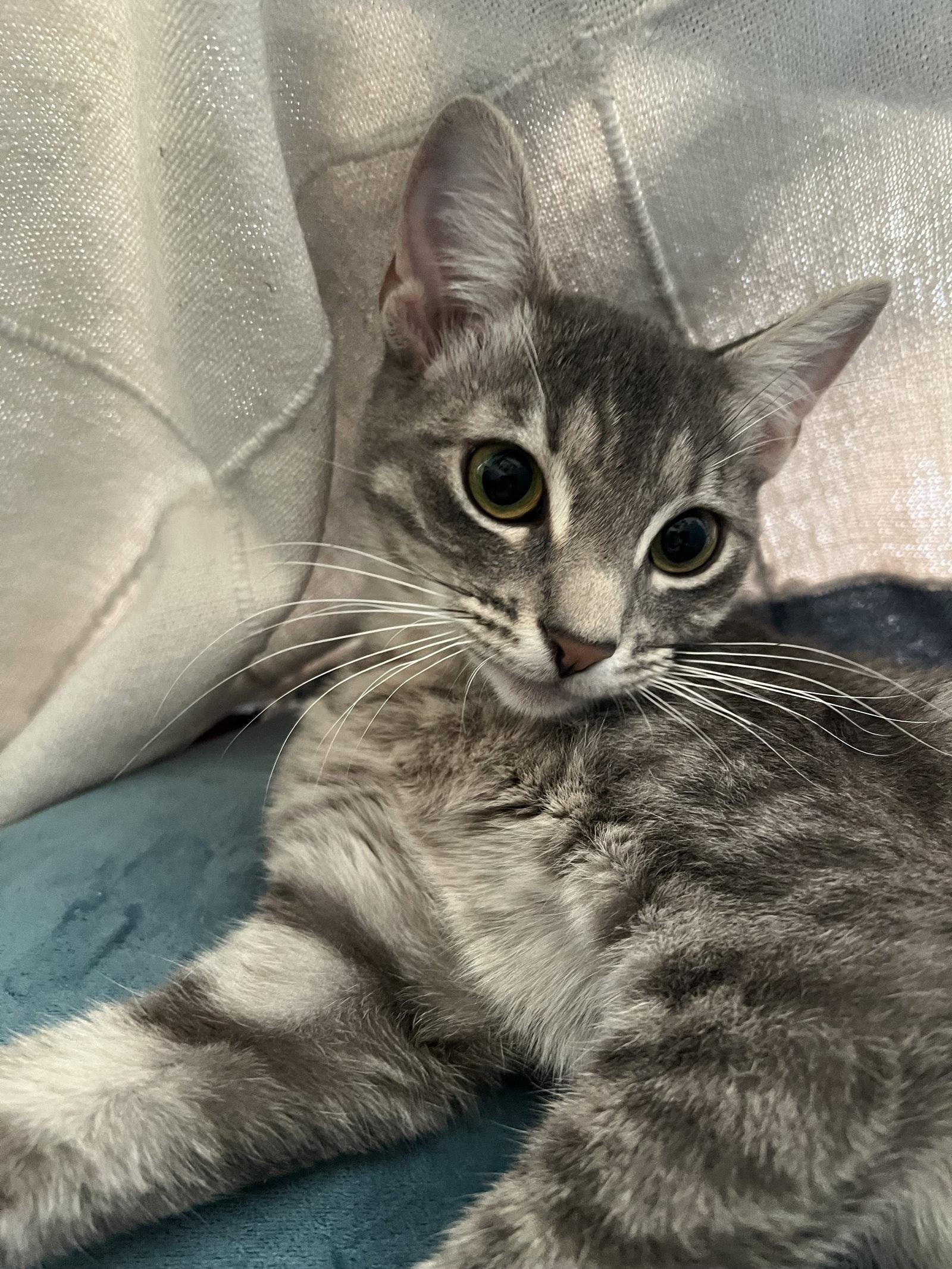 Princess Jasmine, a Adoptable Domestic Short Hair in Frisco, TX image 3/3
