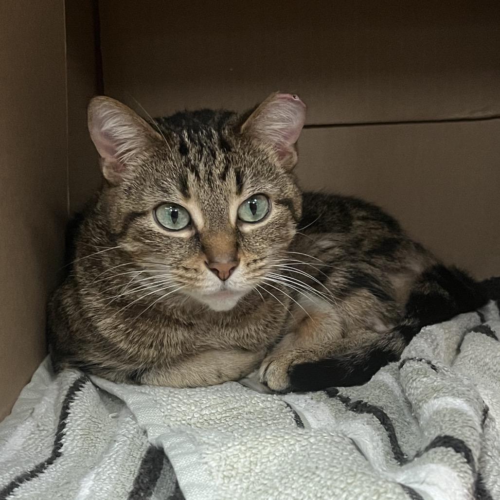 Paloma, Adoptable, Adult Female Domestic Short Hair.