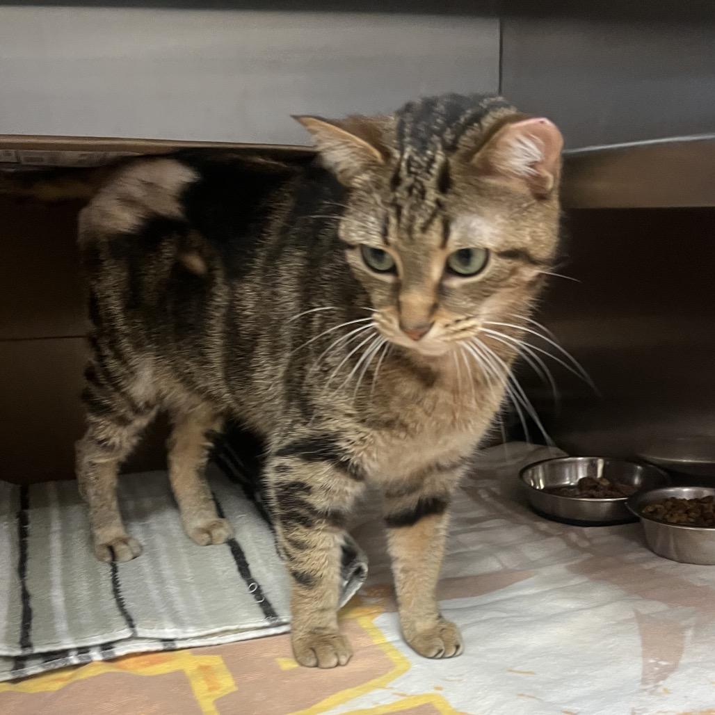 Enlarge Paloma, a Adoptable Domestic Short Hair in Bristol, IN image 2/6
