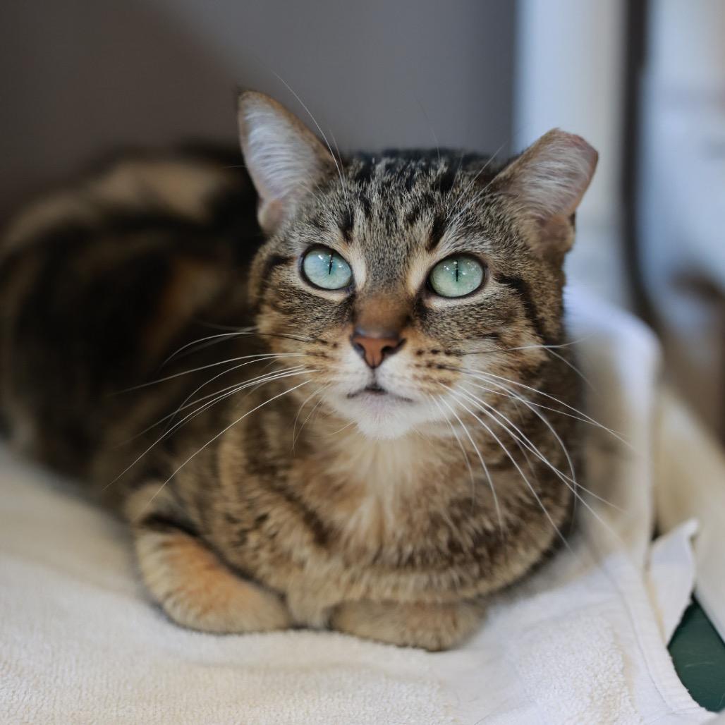 Enlarge Paloma, a Adoptable Domestic Short Hair in Bristol, IN image 3/6