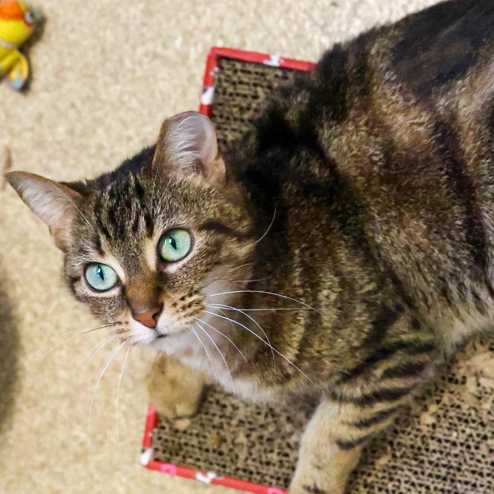 Enlarge Paloma, a Adoptable Domestic Short Hair in Bristol, IN image 4/6