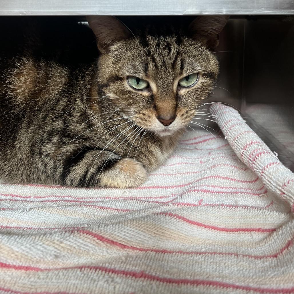 Enlarge Paloma, a Adoptable Domestic Short Hair in Bristol, IN image 5/6