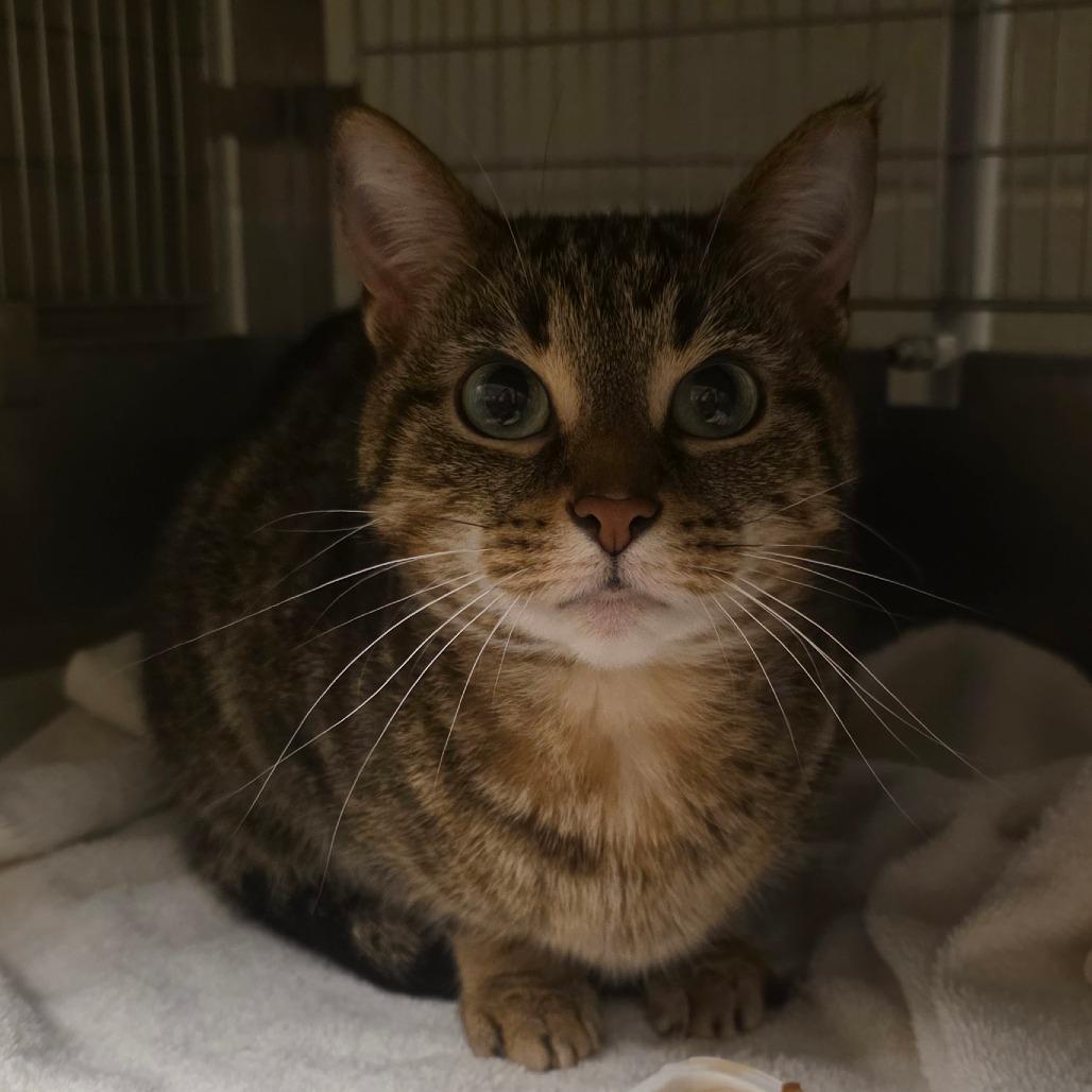 Enlarge Paloma, a Adoptable Domestic Short Hair in Bristol, IN image 6/6