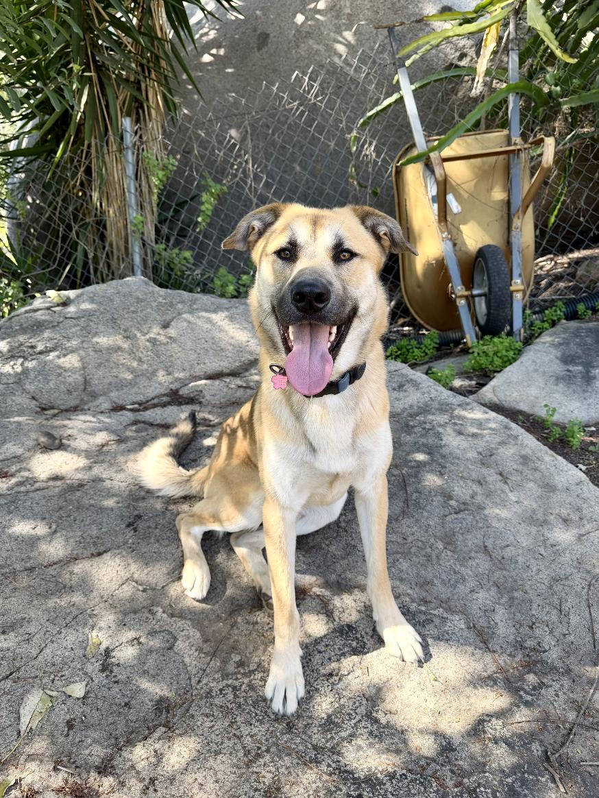 Rollie, ADOPTABLE, Adult Male Shepherd.
