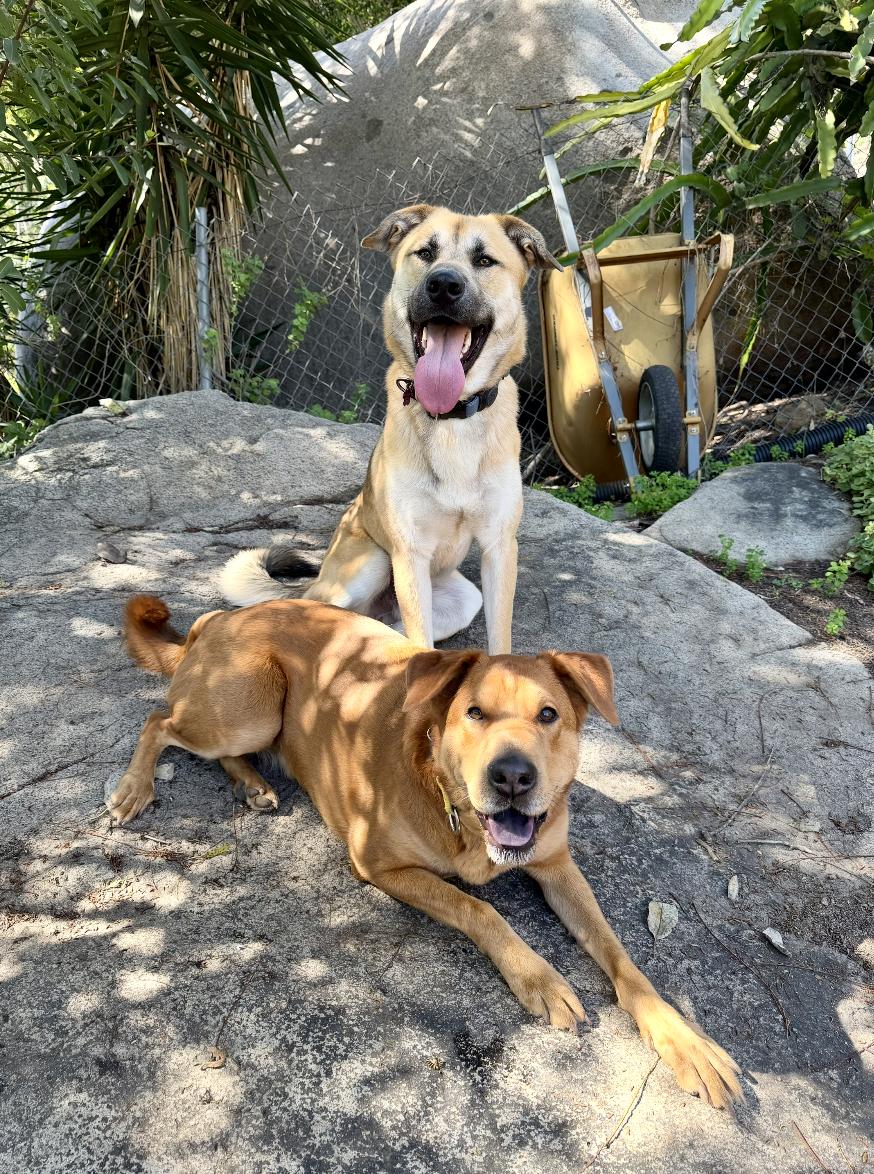 Enlarge Rollie, a ADOPTABLE mixed breed in Los Angeles, CA image 3/4