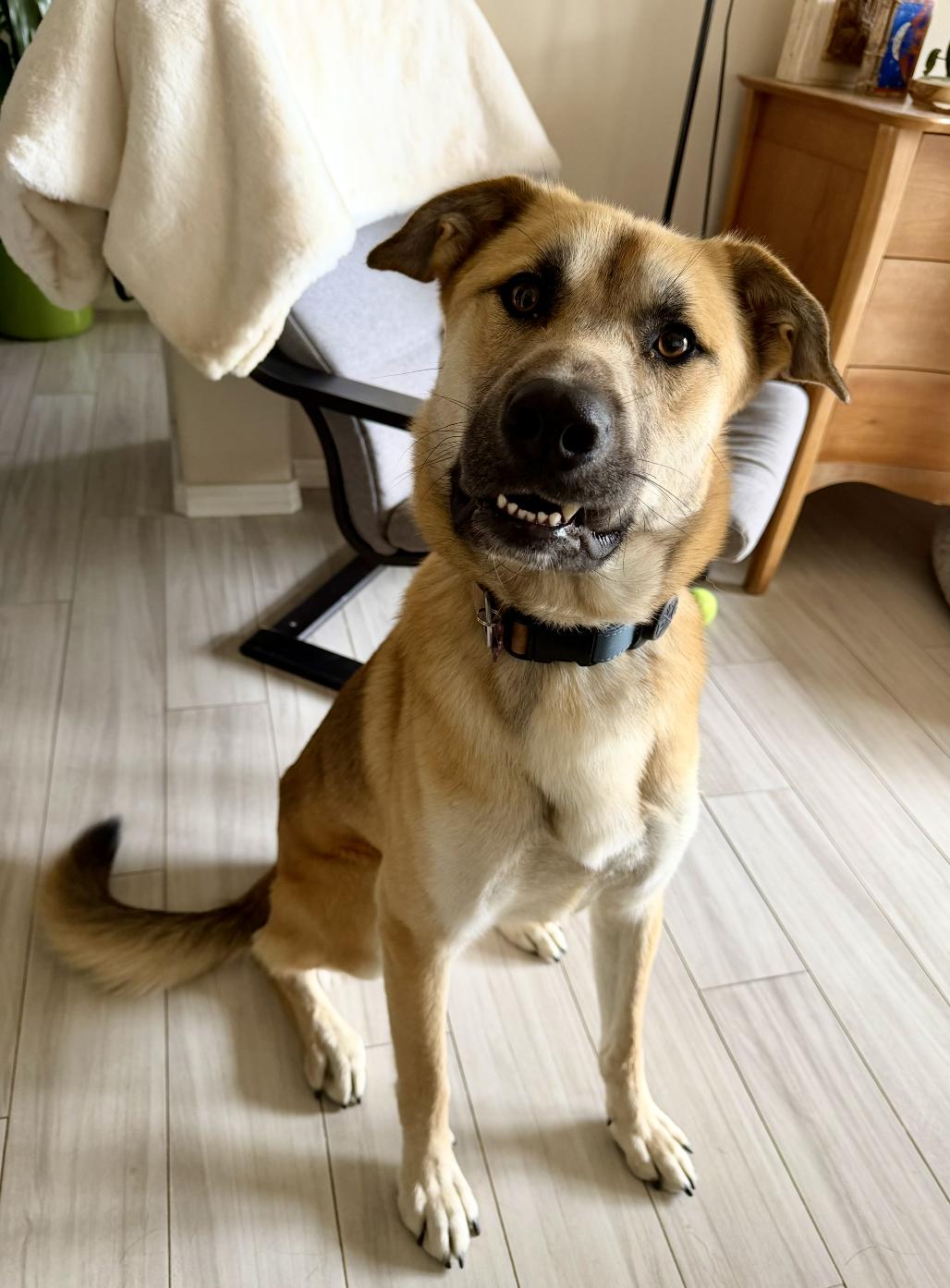 Enlarge Rollie, a ADOPTABLE mixed breed in Los Angeles, CA image 4/4