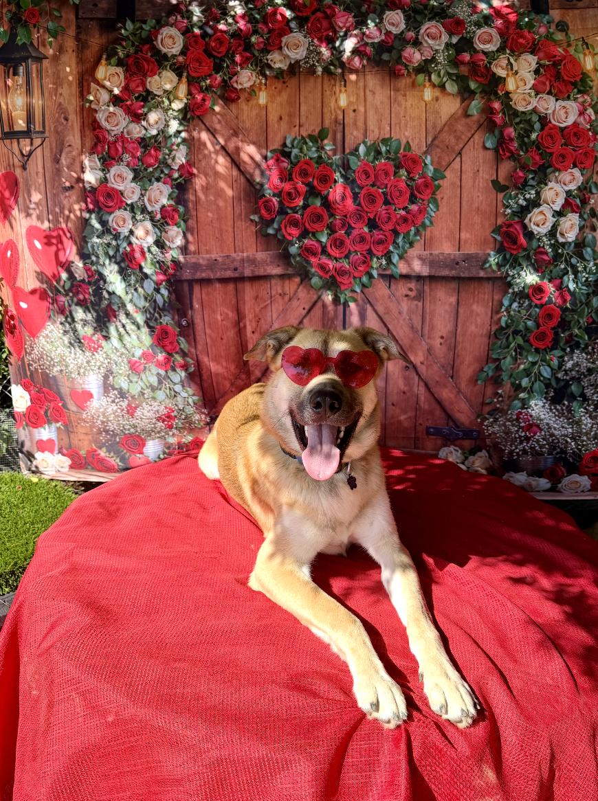 Enlarge Rollie, a ADOPTABLE mixed breed in Los Angeles, CA image 2/4