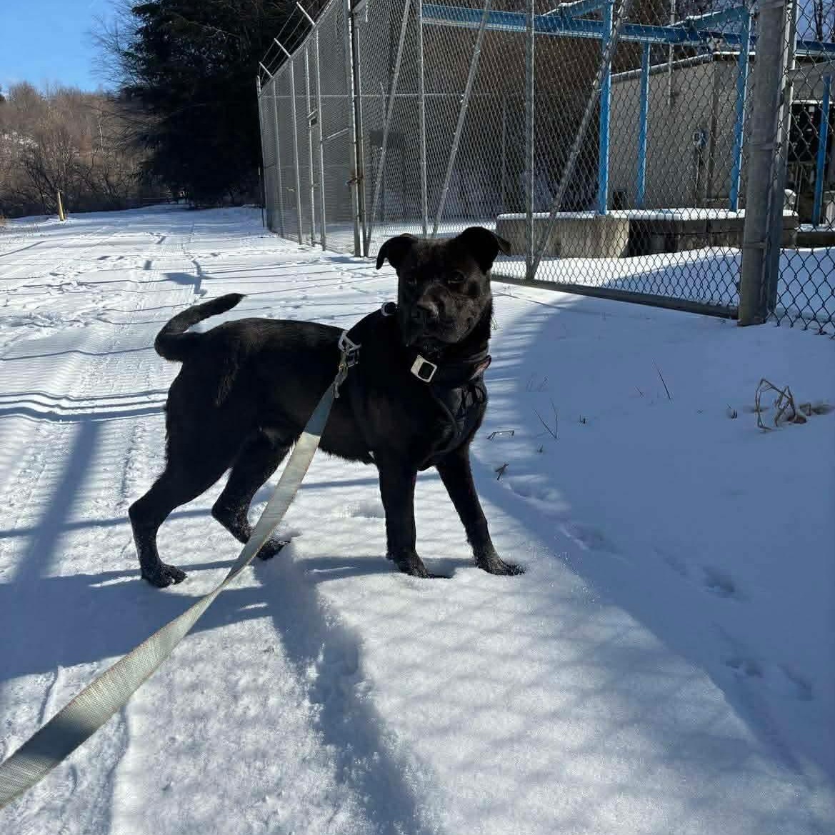 Onyx, a ADOPTABLE mixed breed in Woodstock, ON image 3/5