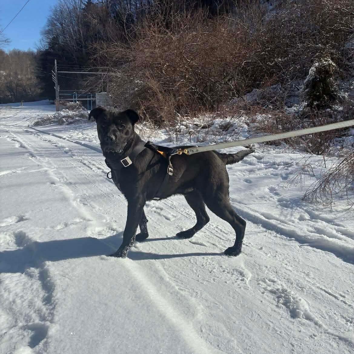 Onyx, ADOPTABLE, Young Male Black Labrador Retriever.