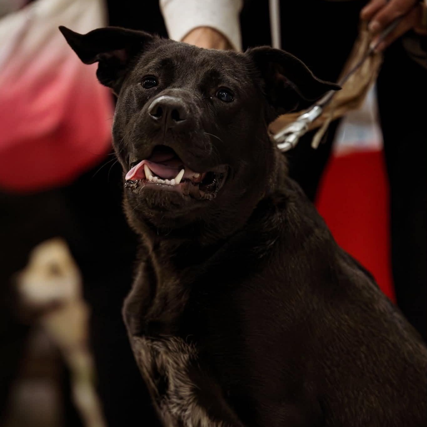 Onyx, ADOPTABLE, Young Male Black Labrador Retriever.