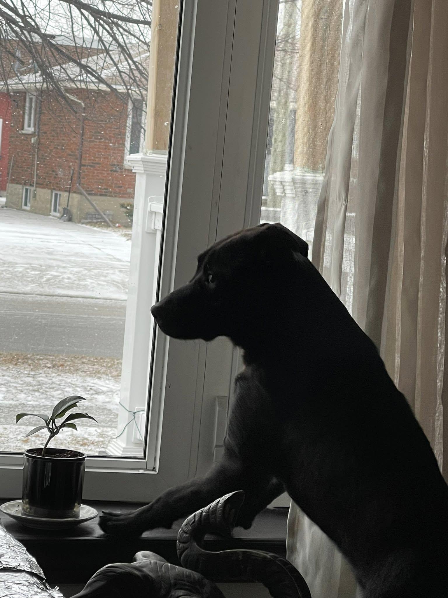 Onyx, a ADOPTABLE mixed breed in Woodstock, ON image 5/5