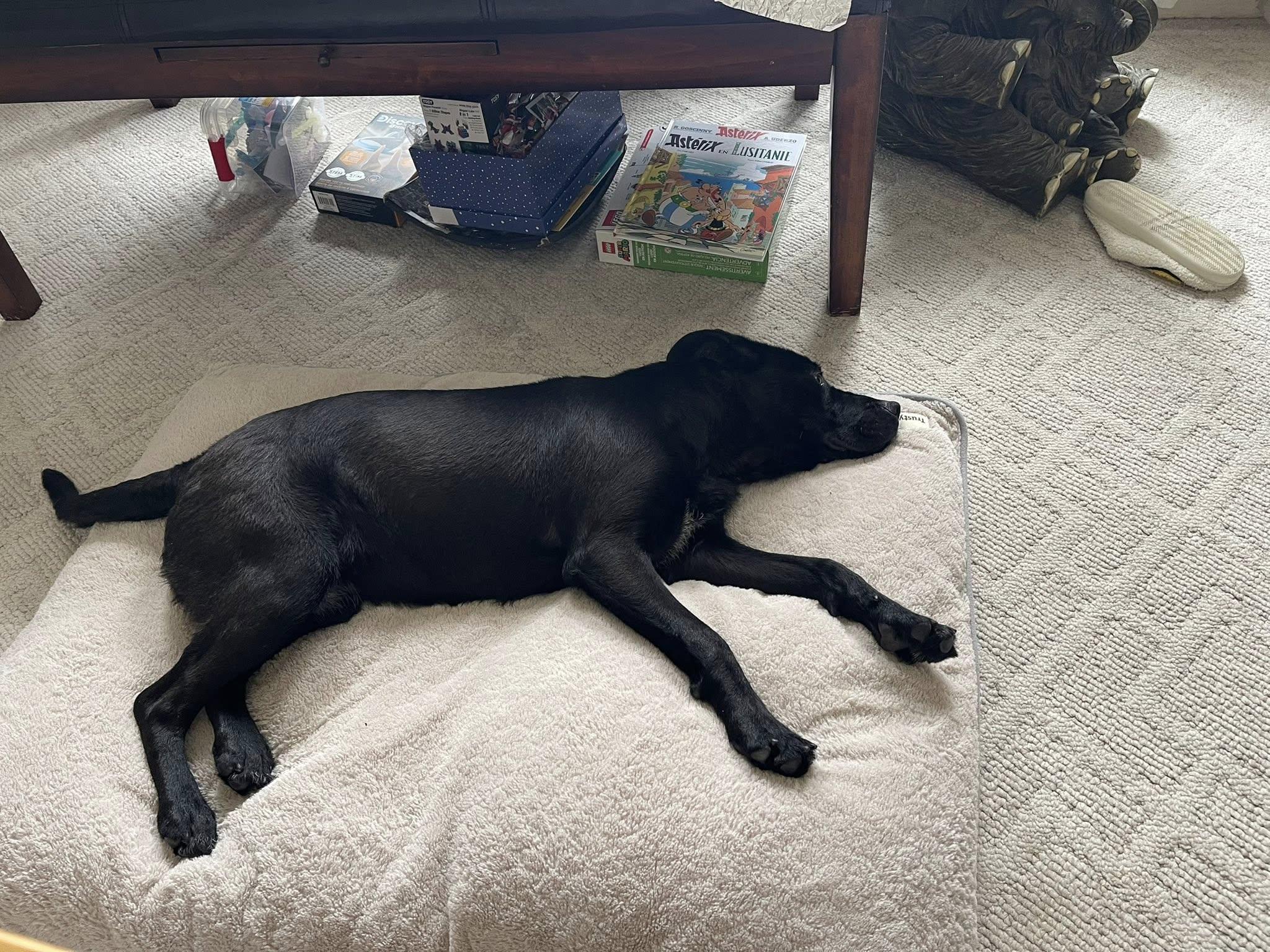 Onyx, a ADOPTABLE mixed breed in Woodstock, ON image 4/5