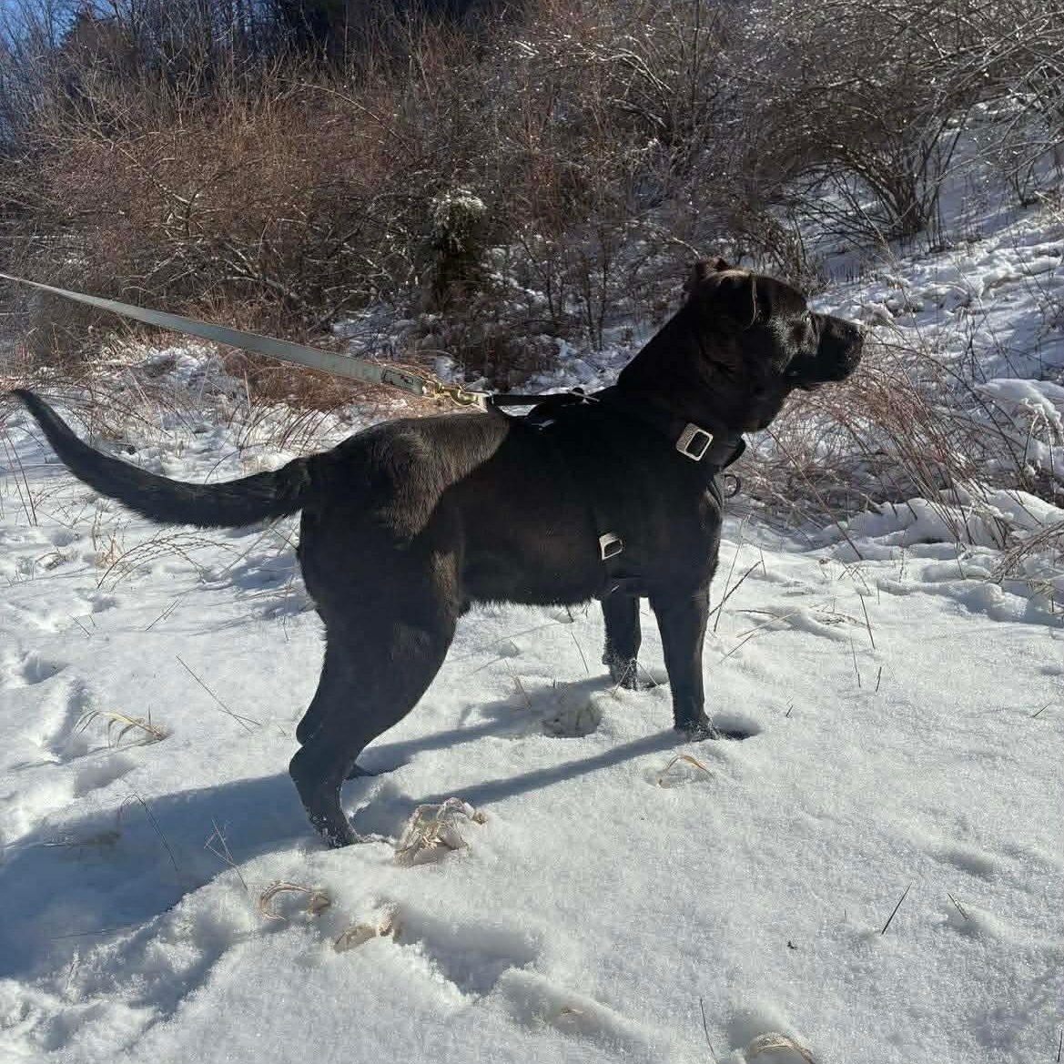 Onyx, a ADOPTABLE mixed breed in Woodstock, ON image 2/5