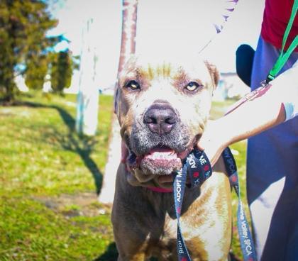 Koda — thumbnail 2