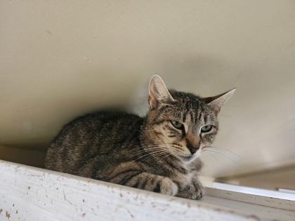 Enlarge Amy, a Adoptable Domestic Short Hair in Bloomsburg, PA image 1/3