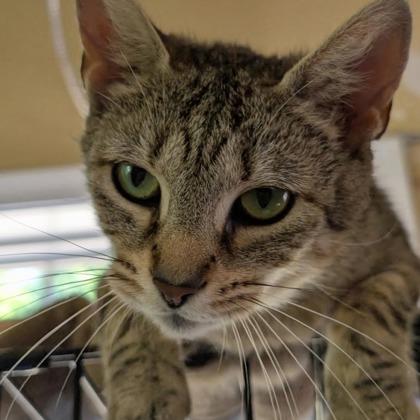 Enlarge Amy, a Adoptable Domestic Short Hair in Bloomsburg, PA image 4/6