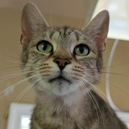 Amy, Adoptable, Young Female Domestic Short Hair & Domestic Short Hair.