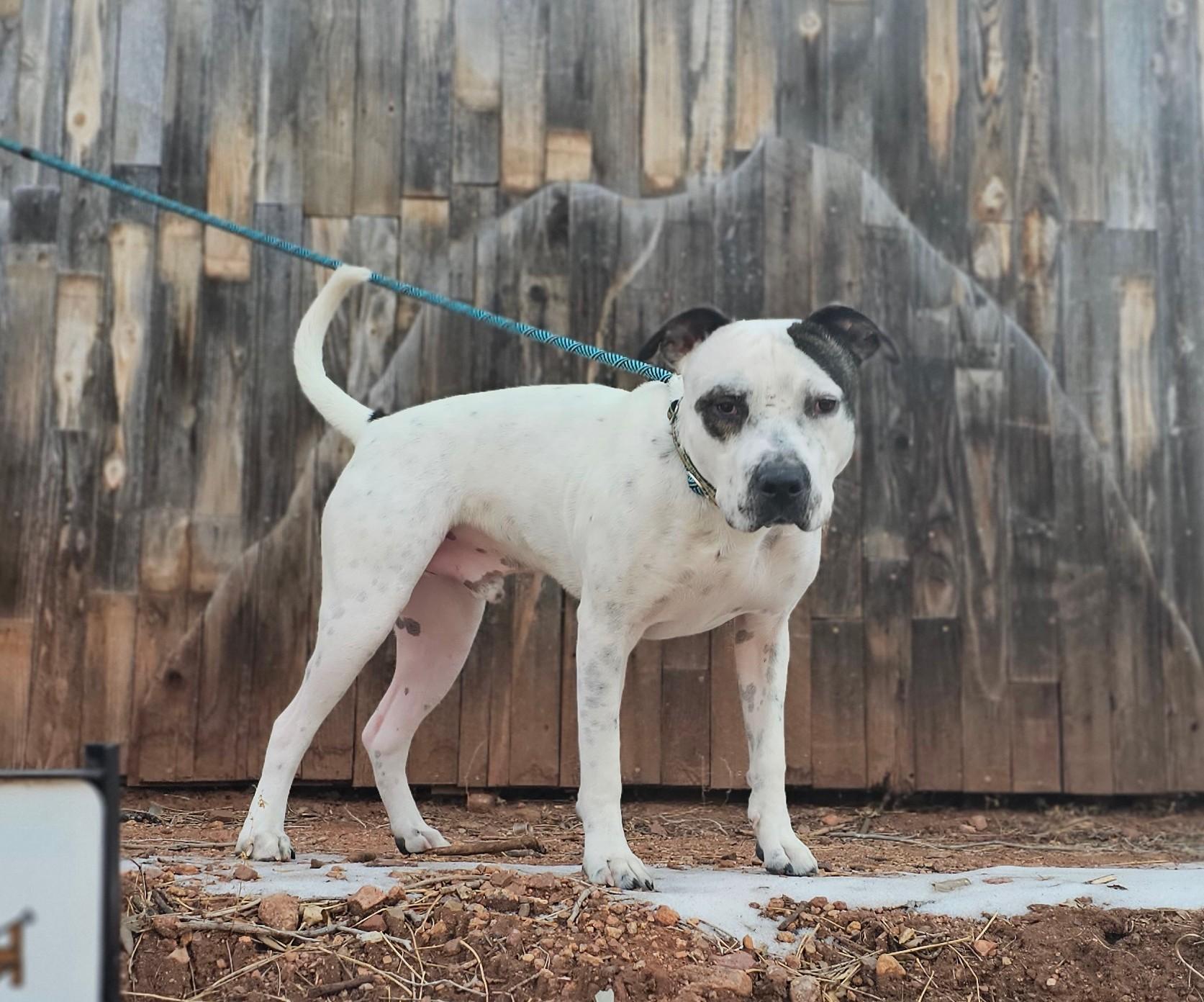Bones, a Adoptable mixed breed in Ft Walton Beach , FL image 3/5