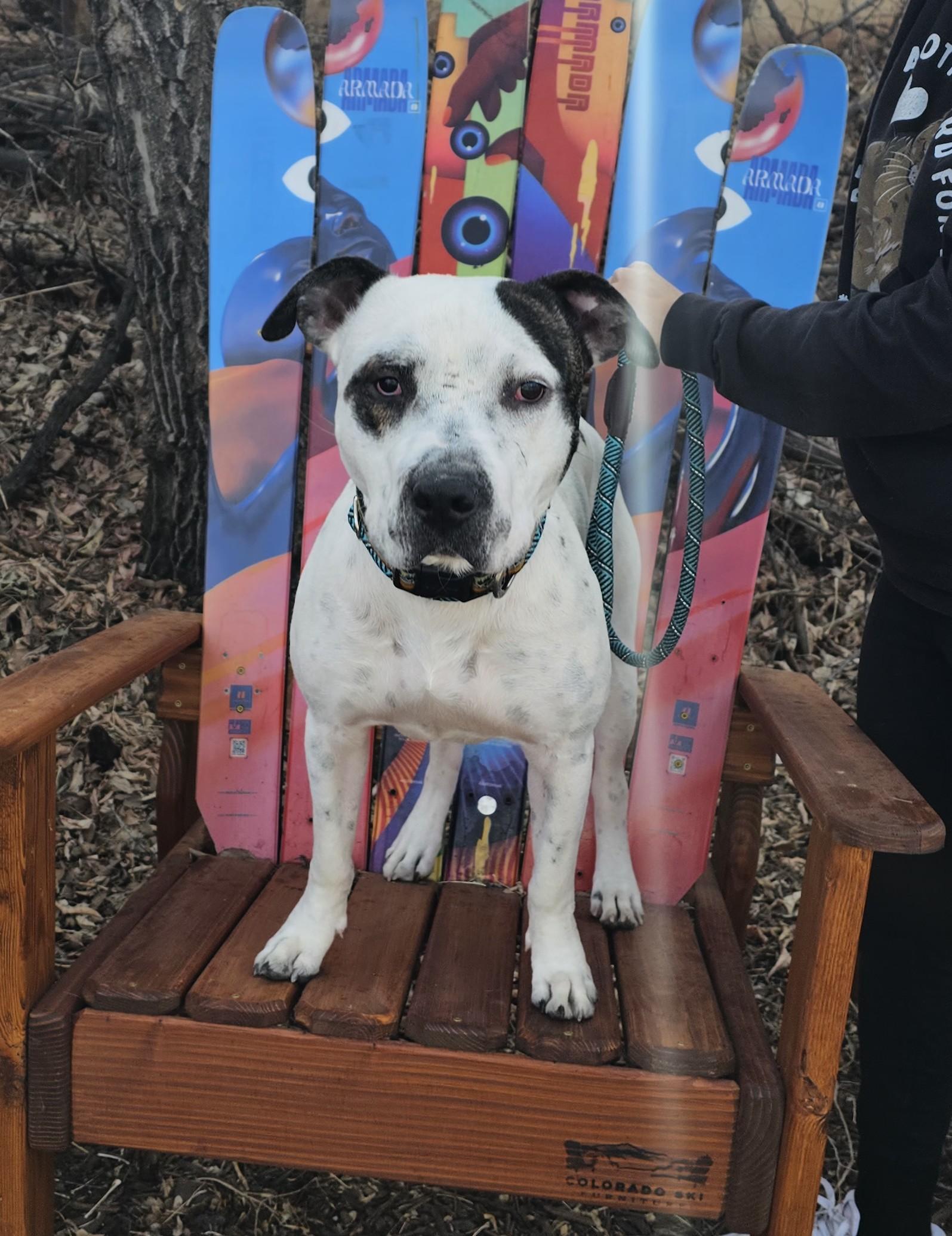 Bones, a Adoptable mixed breed in Ft Walton Beach , FL image 2/5