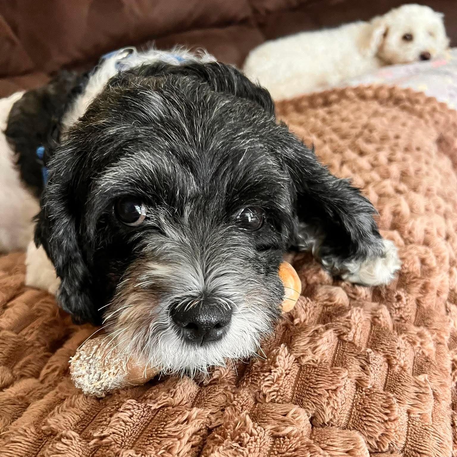 Libby, a ADOPTABLE Shih poo in North Chili, NY image 2/6