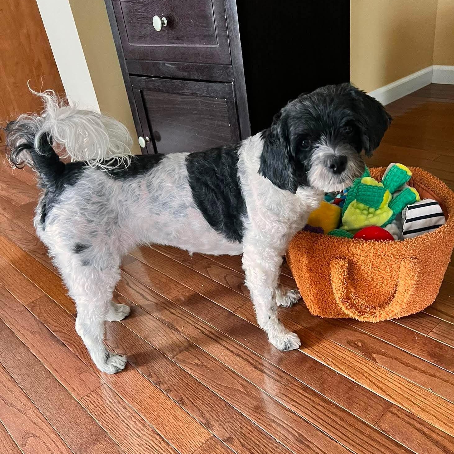 Libby, ADOPTABLE, Adult Female Shih poo.