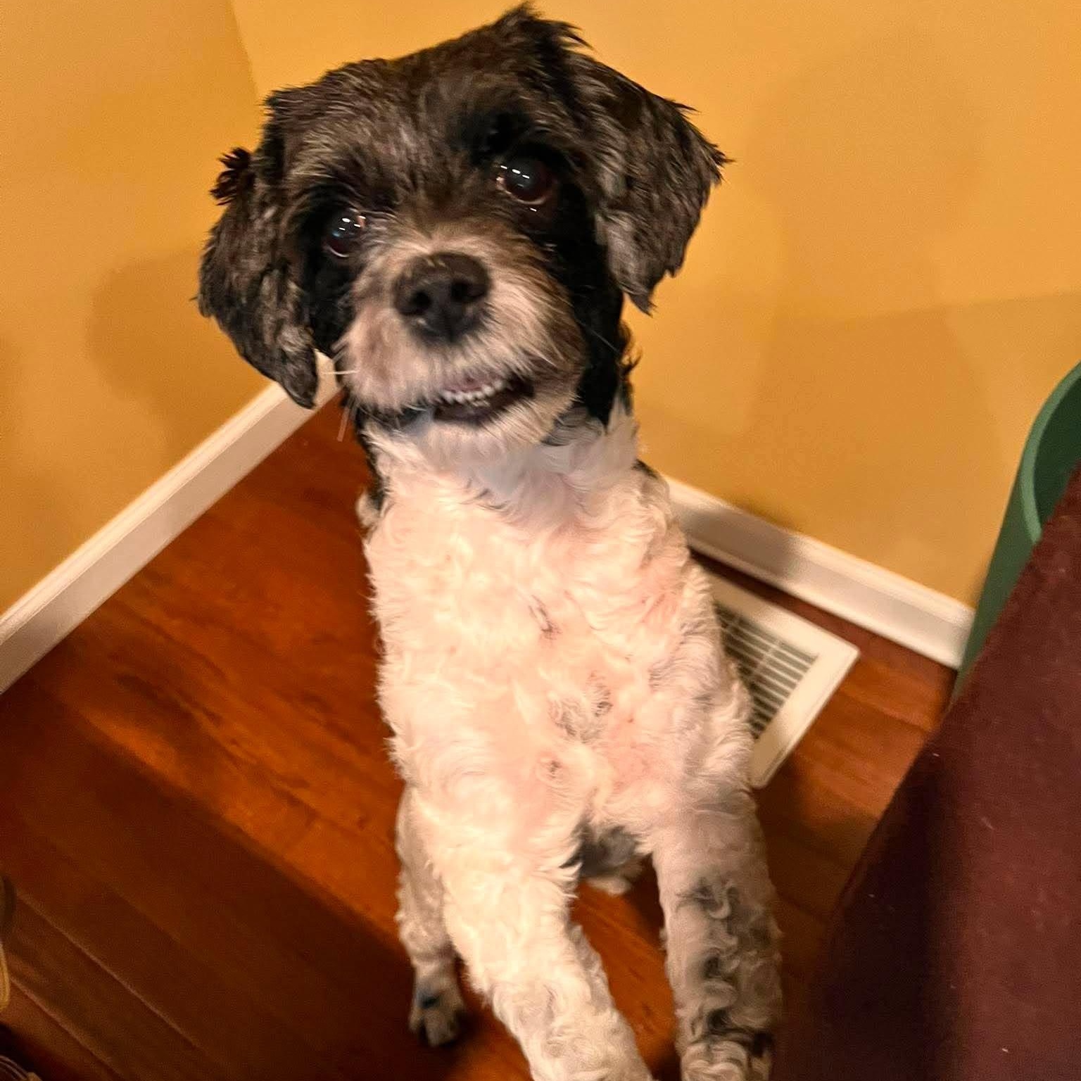 Libby, a ADOPTABLE Shih poo in North Chili, NY image 3/6