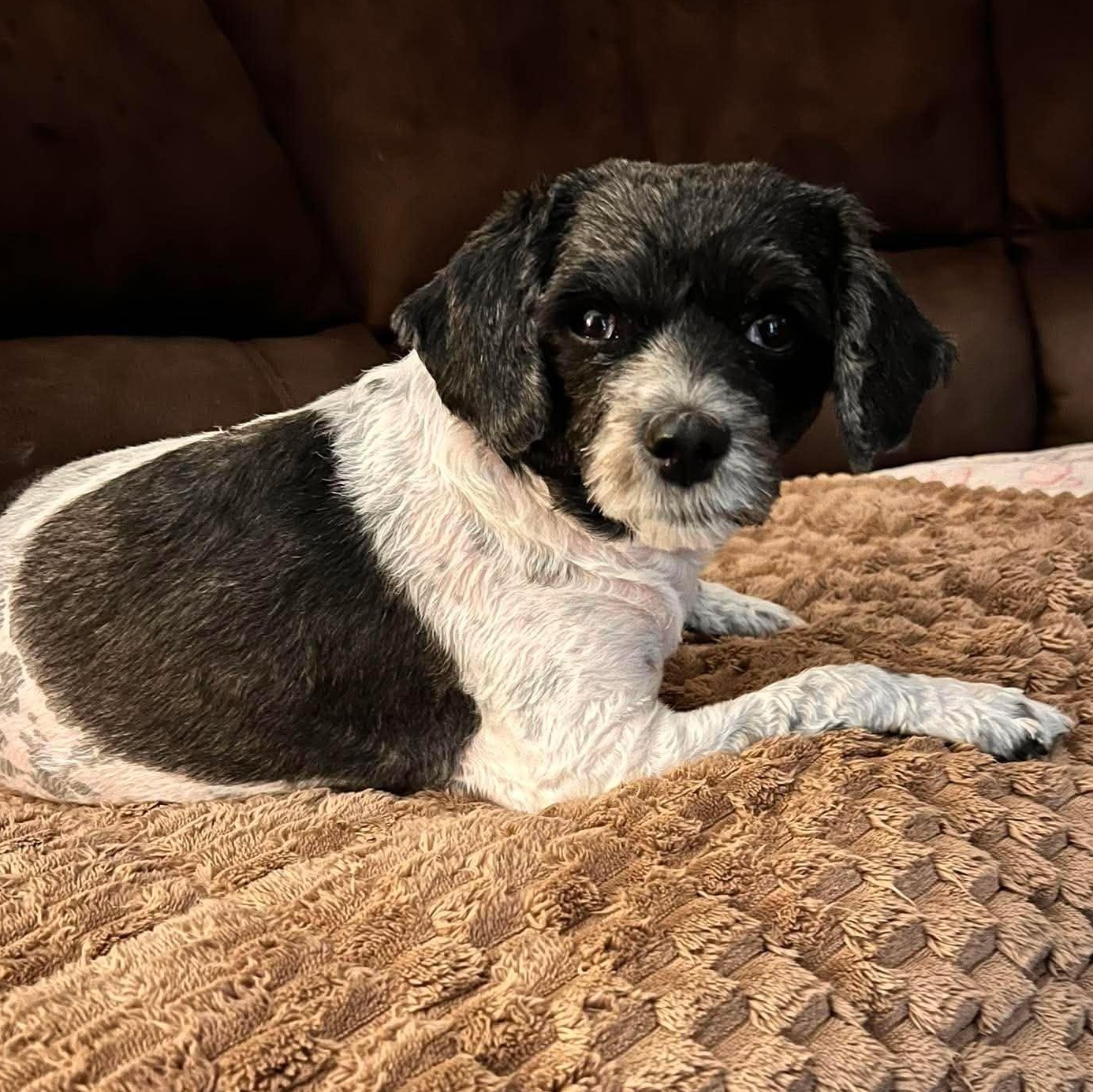 Libby, ADOPTABLE, Adult Female Shih poo.