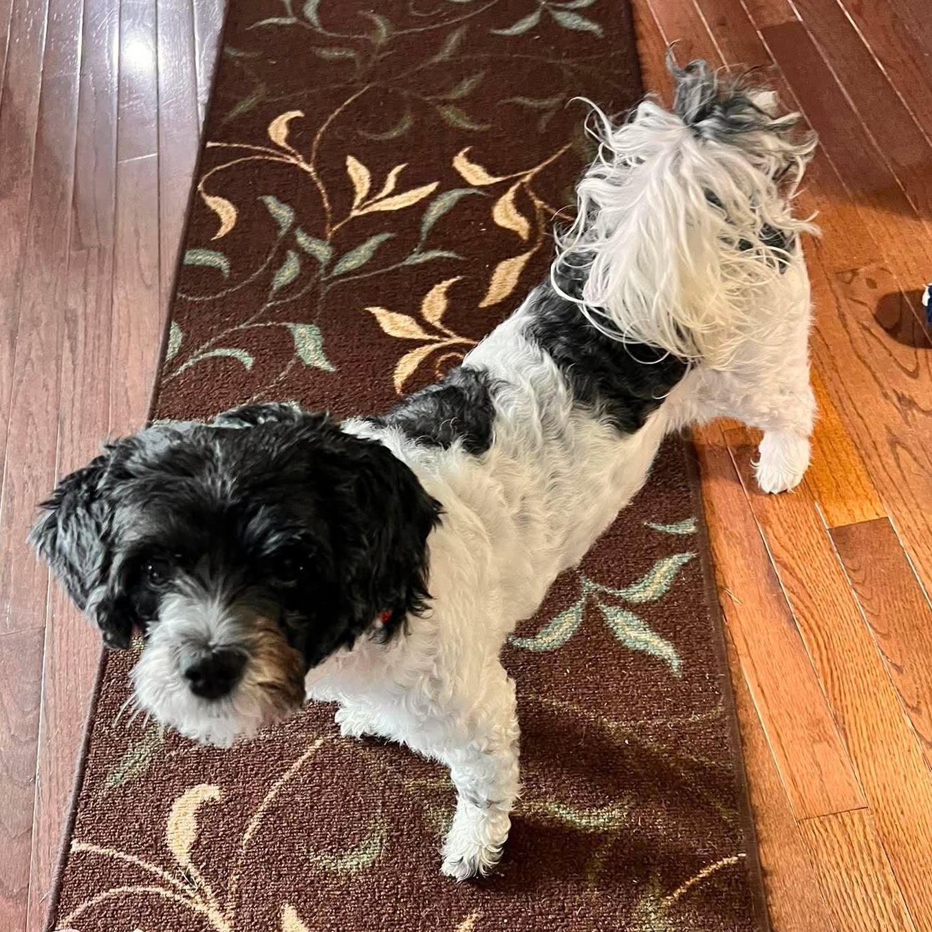Libby, a ADOPTABLE Shih poo in North Chili, NY image 4/6