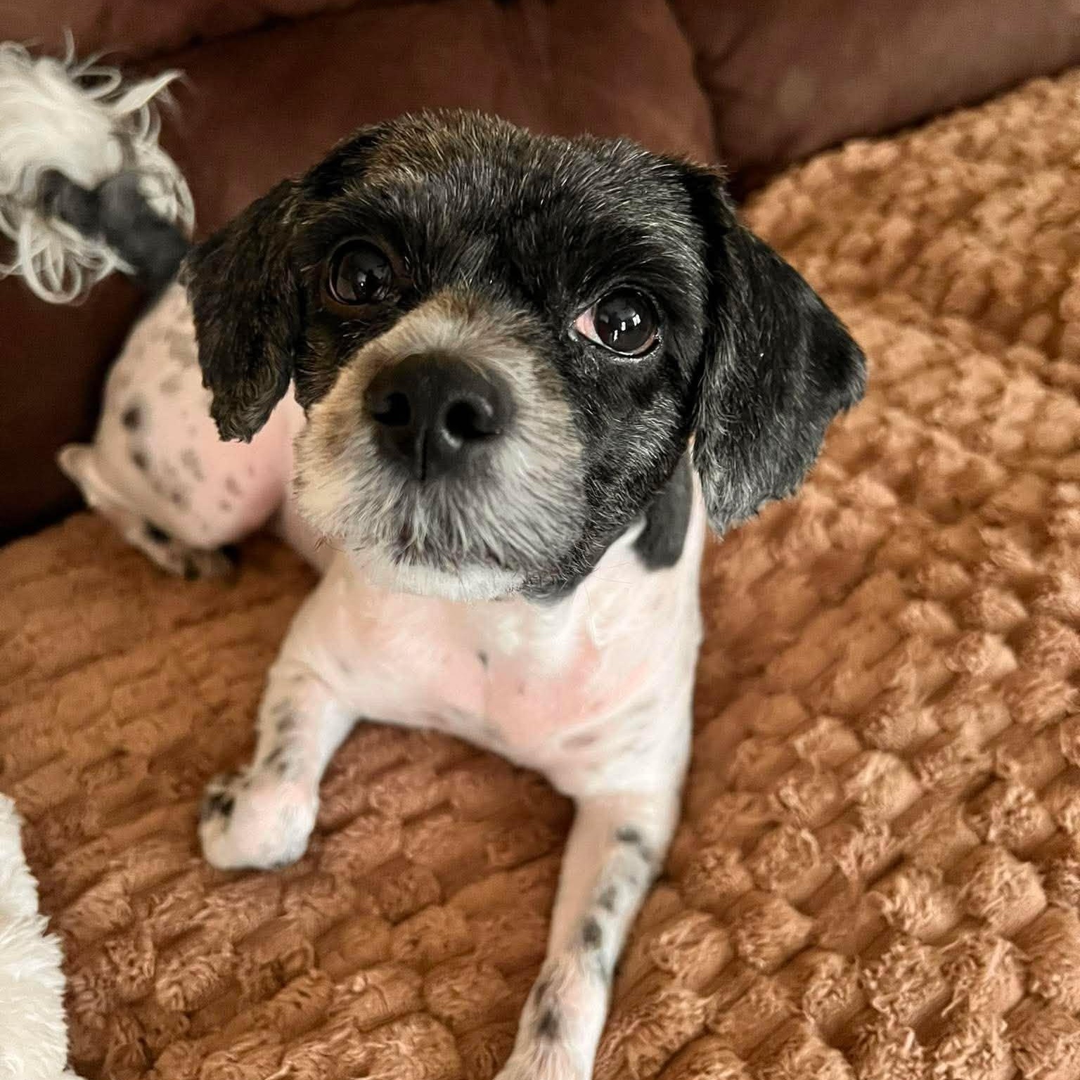 Enlarge Libby, a ADOPTABLE Shih poo in North Chili, NY image 3/6