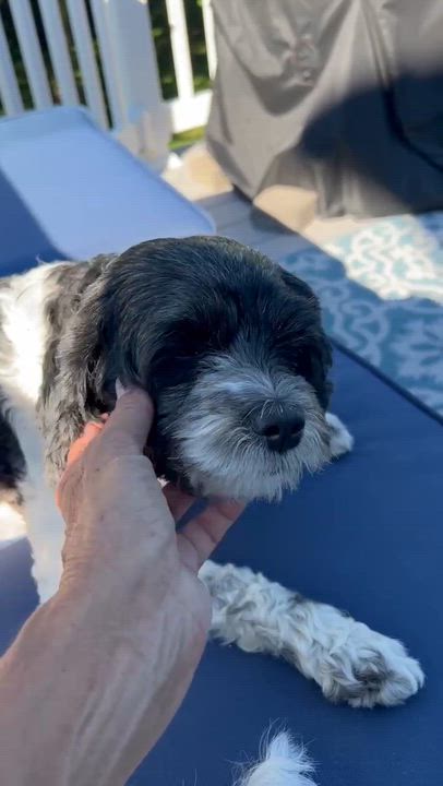 Enlarge Libby, a ADOPTABLE Shih poo in North Chili, NY video 6/6