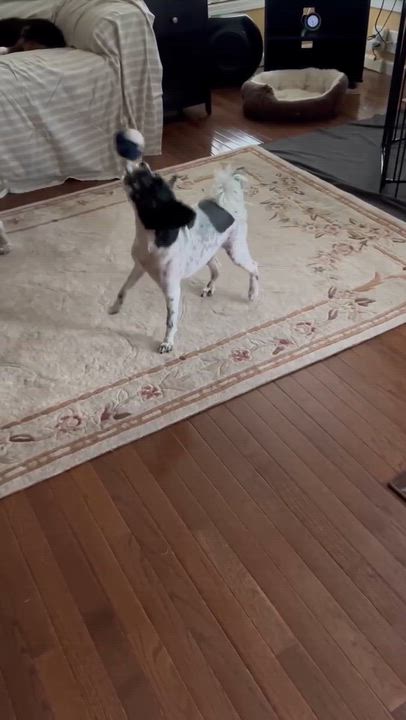 Enlarge Libby, a ADOPTABLE Shih poo in North Chili, NY video 2/6
