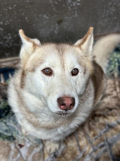 Mazie, a Adoptable mixed breed in Moses Lake, WA image 1/2