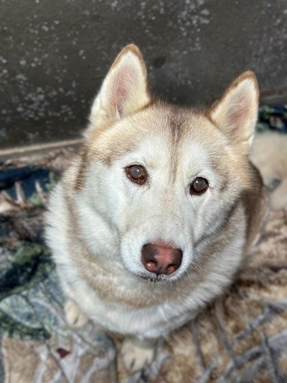 Mazie, a Adoptable mixed breed in Moses Lake, WA image 2/2