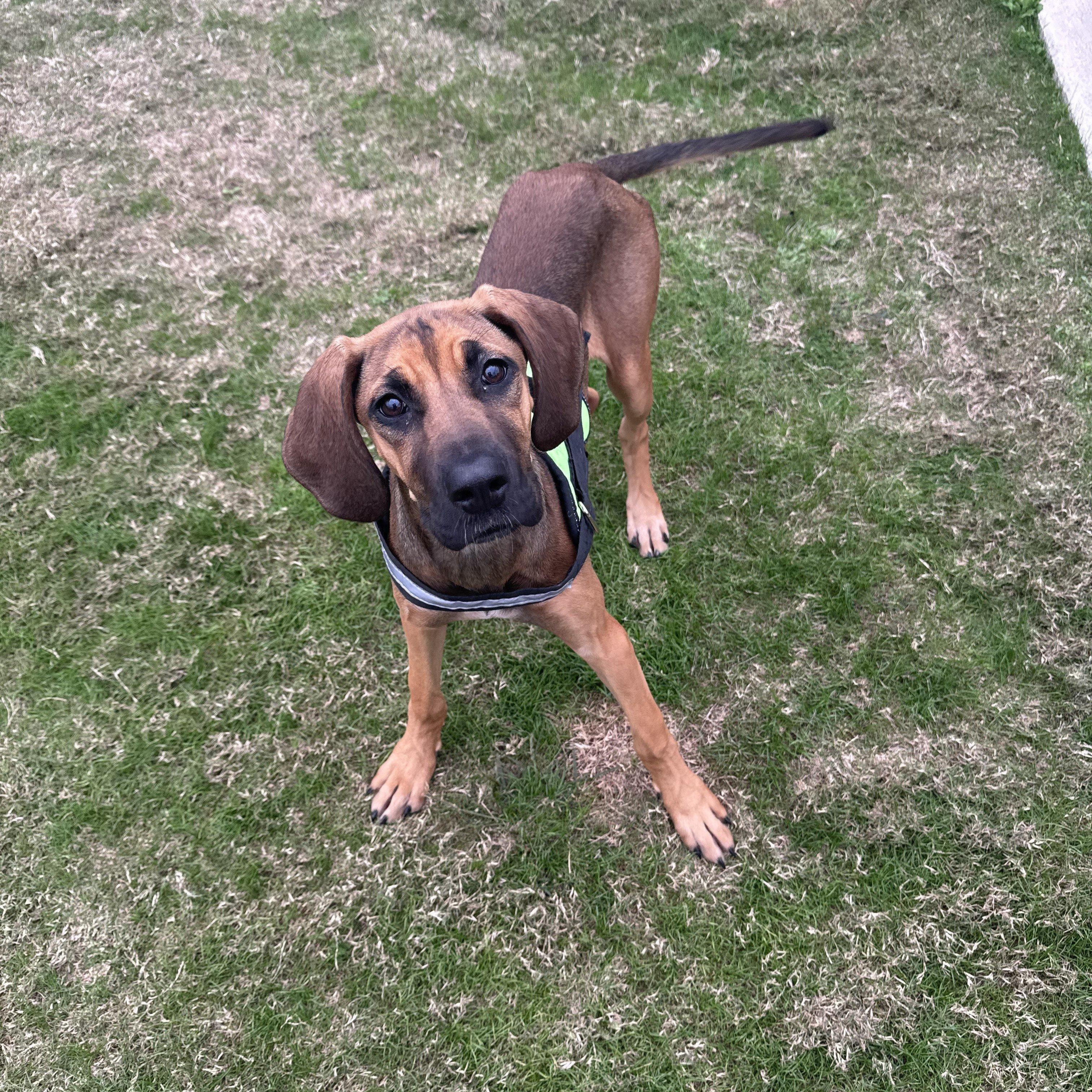 Ida, ADOPTABLE, Young Female Redbone Coonhound.