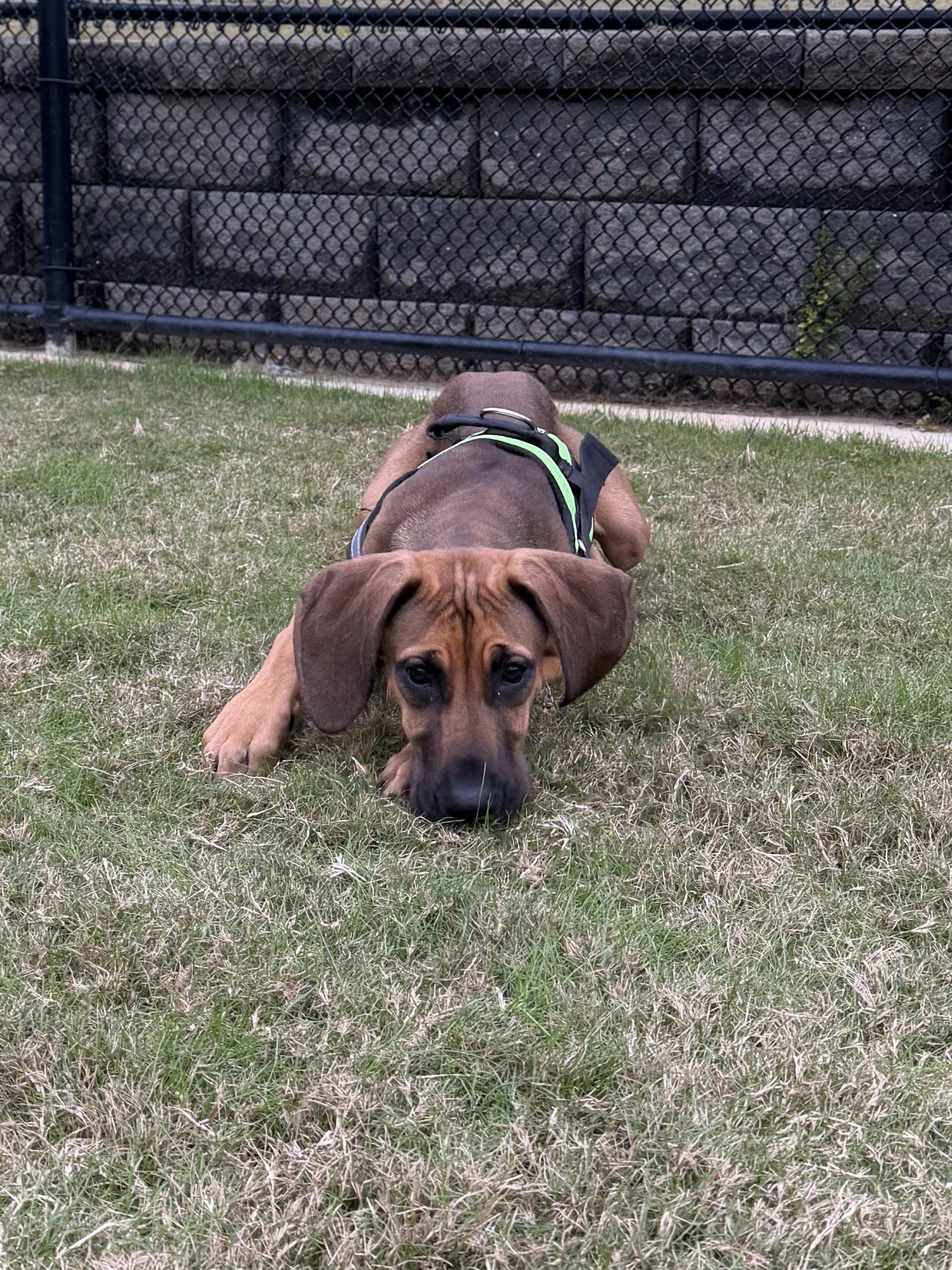 Ida, a ADOPTABLE mixed breed in Daphne, AL image 2/3