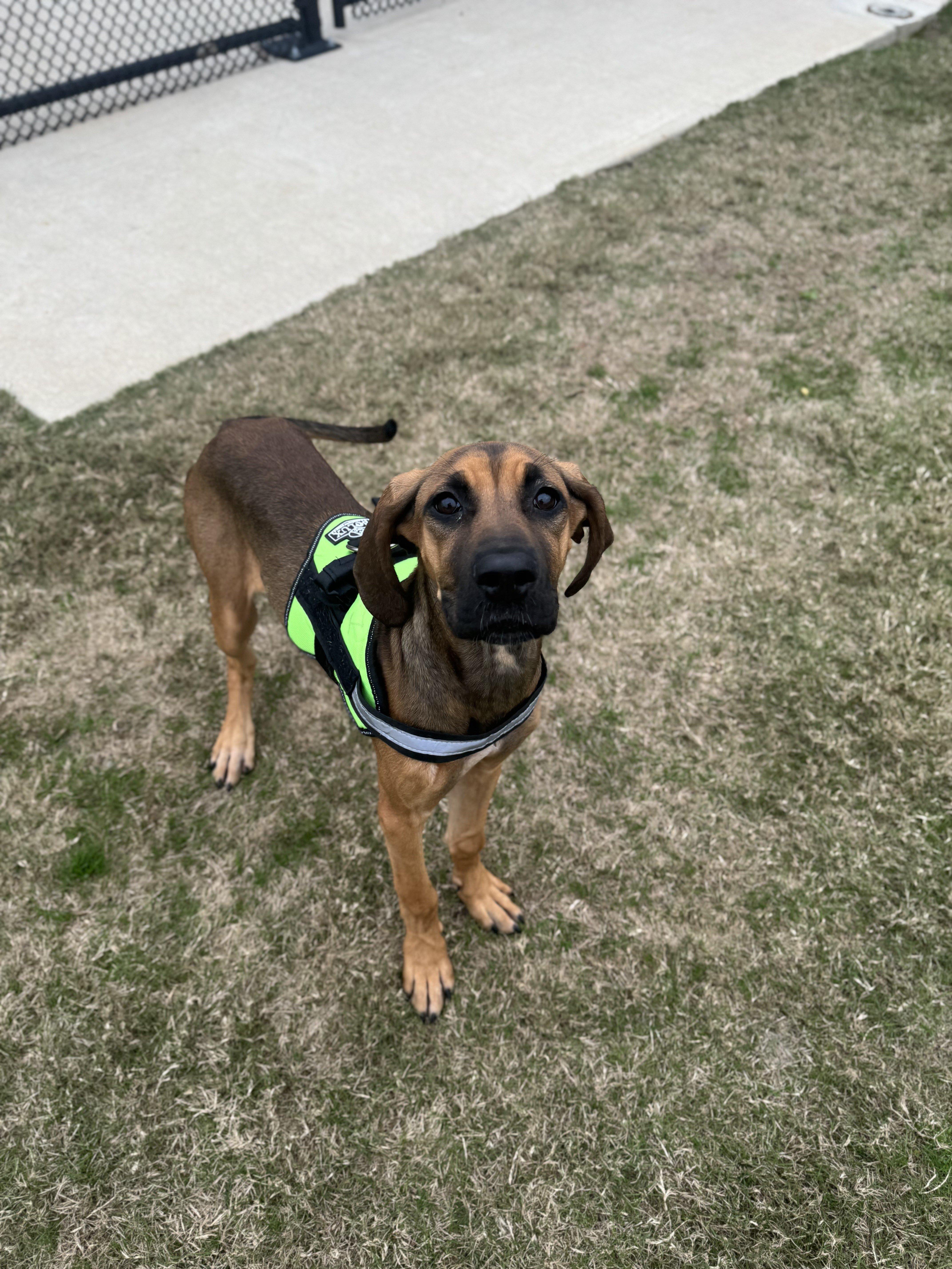 Ida, a ADOPTABLE mixed breed in Daphne, AL image 3/3