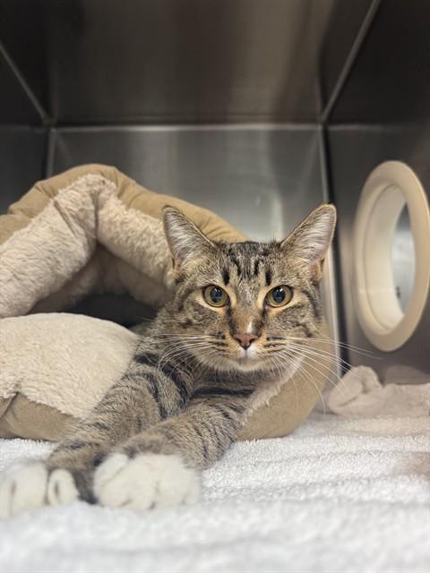 Enlarge KUROMI, a Adoptable Domestic Short Hair in Fort Walton Beach, FL image 1/1