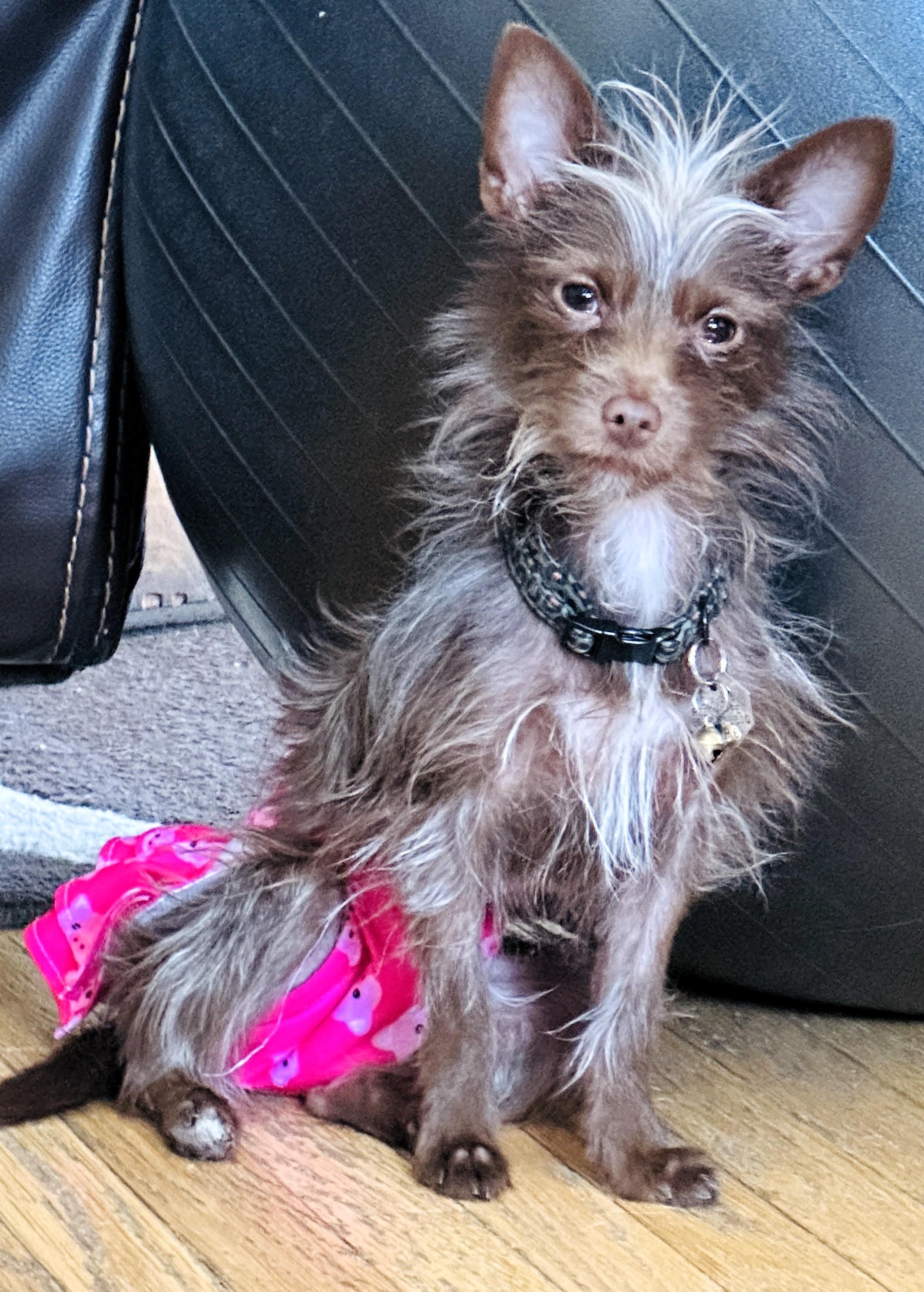 Laramie, a ADOPTABLE Yorkshire Terrier in Salt Lake City, UT image 4/4
