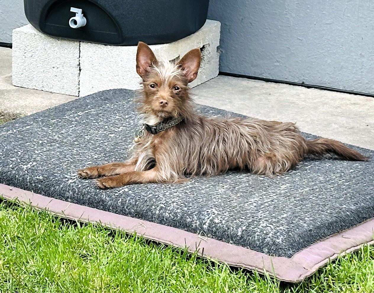 Laramie, a ADOPTABLE Yorkshire Terrier in Salt Lake City, UT image 3/4