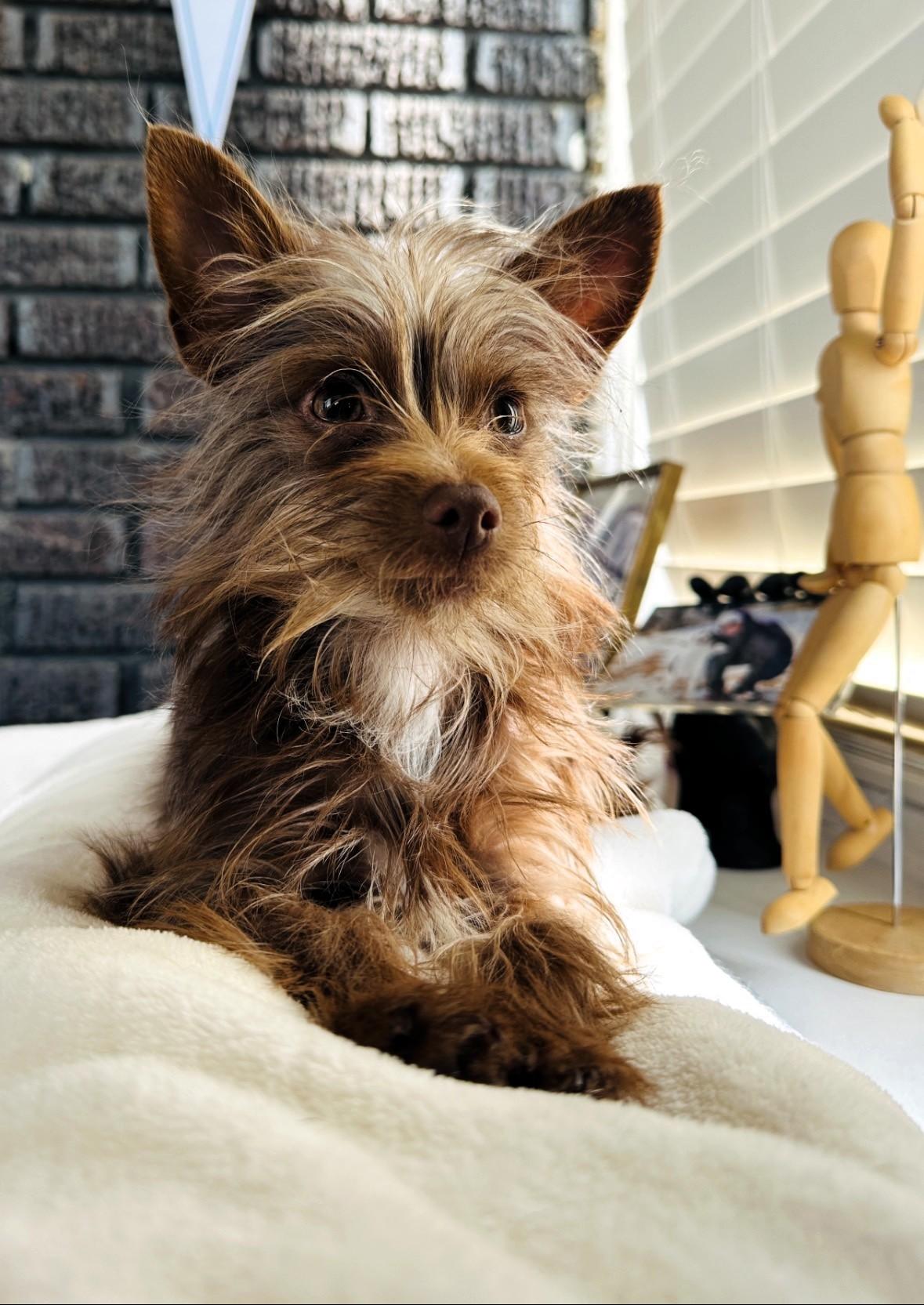 Laramie, a ADOPTABLE Yorkshire Terrier in Salt Lake City, UT image 2/4