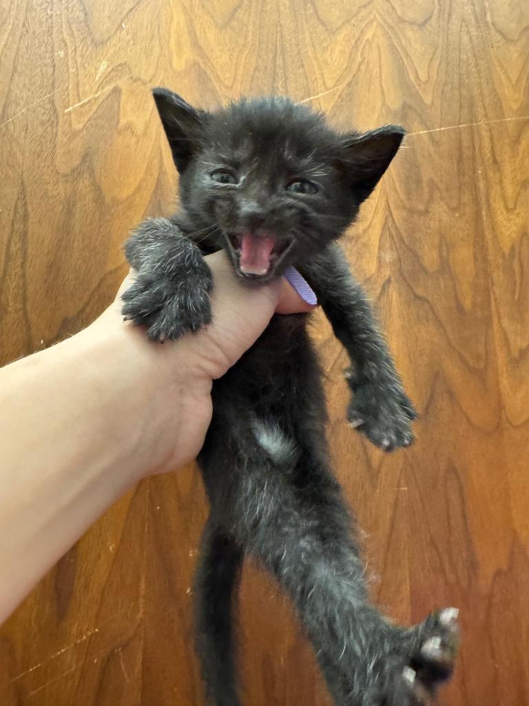 Emory, Adoptable, Kitten Female Domestic Short Hair.