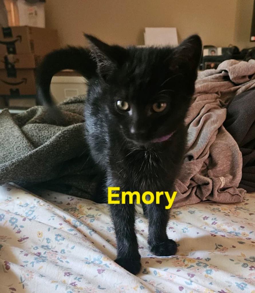 Emory, a Adoptable mixed breed in Johnson City, TN image 3/5