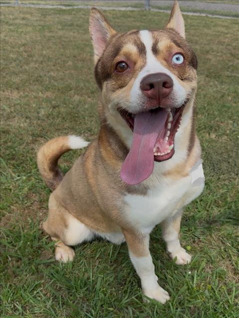 OSLO, Adoptable, Adult Male Akita & Mixed Breed.