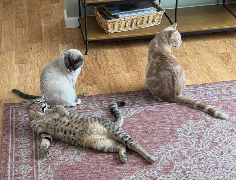 Enlarge Shadow, an adopted Domestic Short Hair in Breinigsville, PA image 3/4