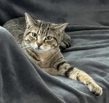 Enlarge Shadow, an adopted Domestic Short Hair in Breinigsville, PA image 1/4