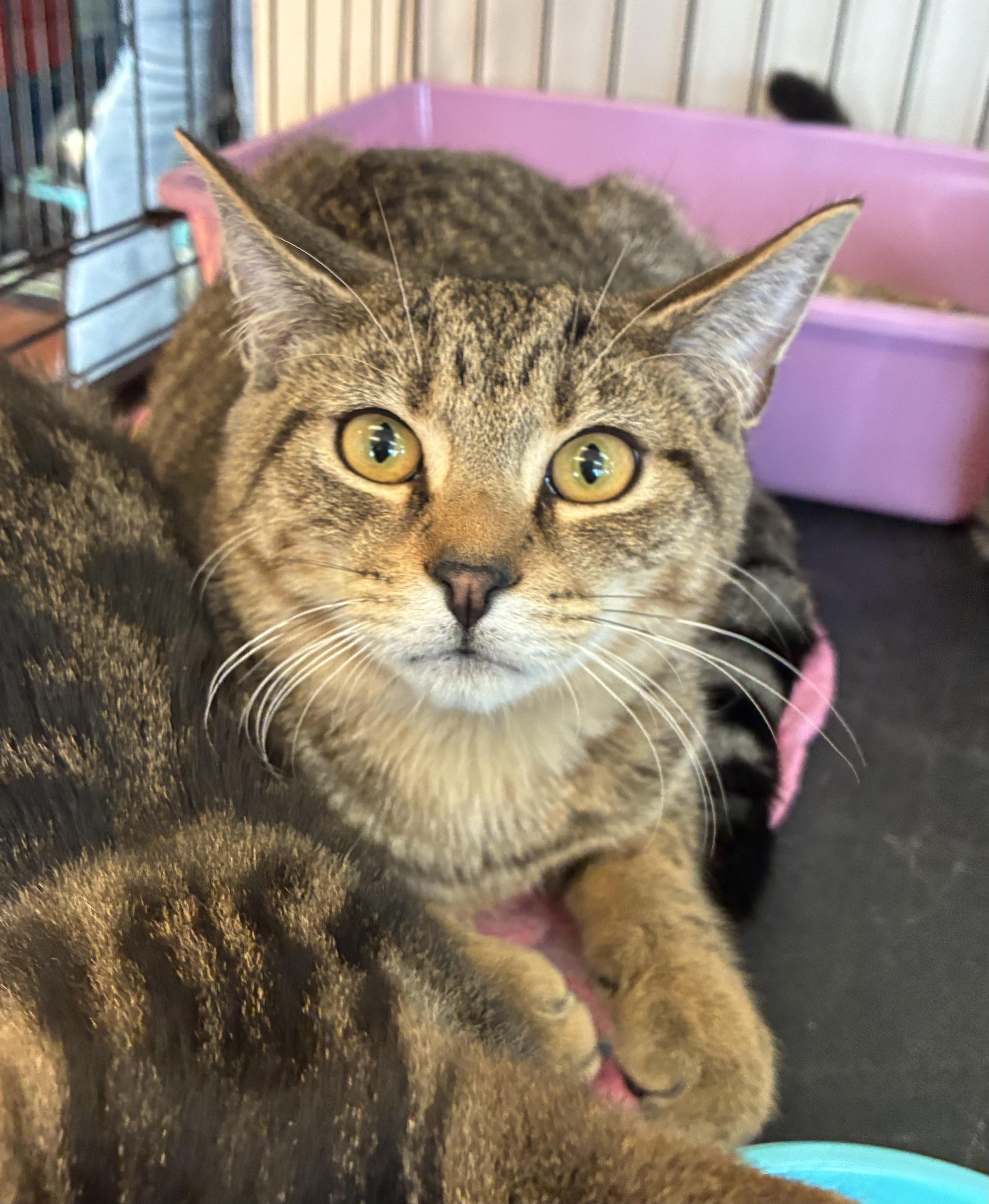 Shadow, Adoptable, Kitten Male Domestic Short Hair.
