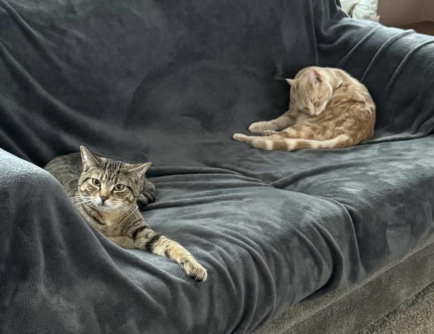 Enlarge Shadow, an adopted Domestic Short Hair in Breinigsville, PA image 2/4