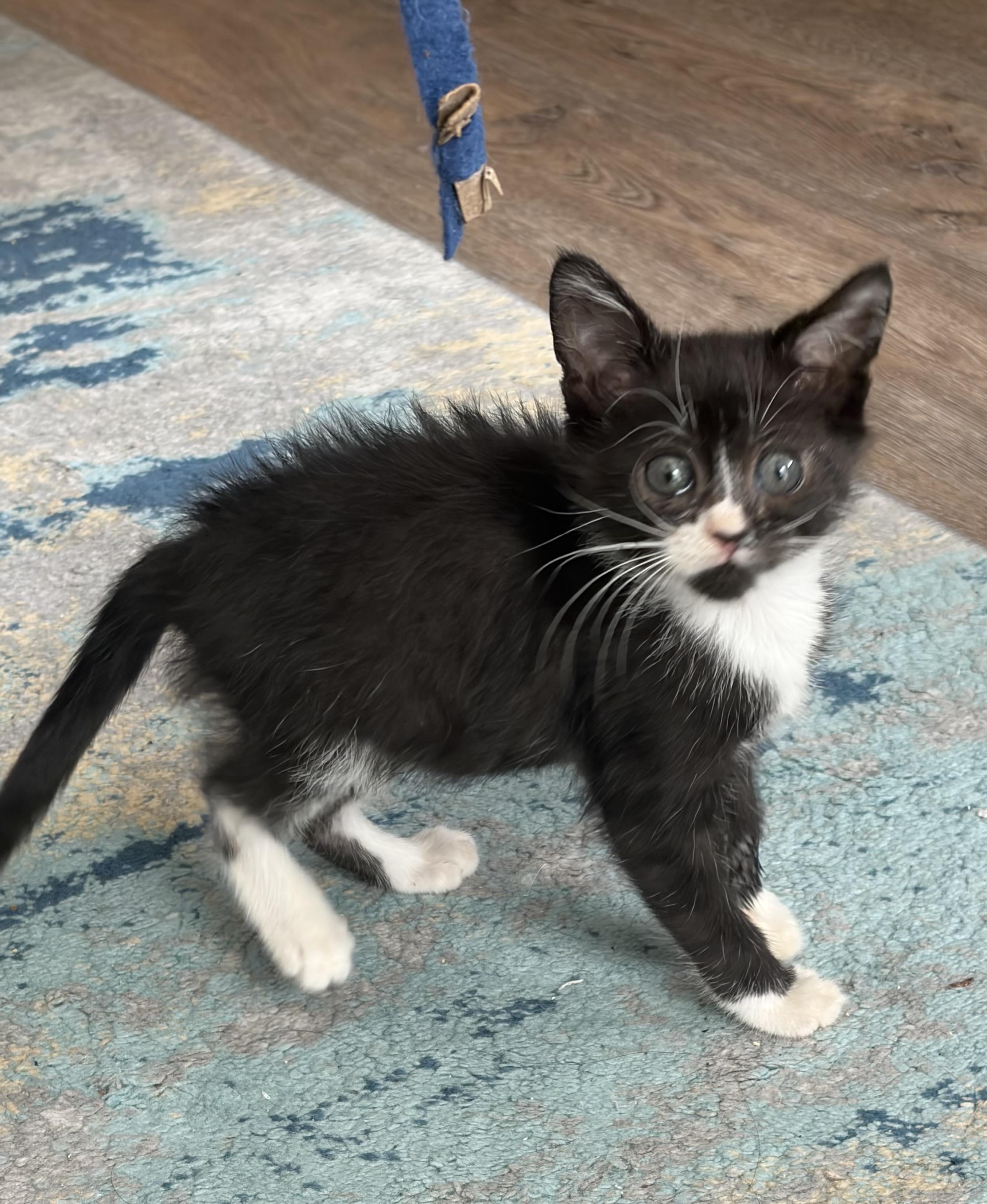 Emilio, Adoptable, Kitten Male Domestic Short Hair.