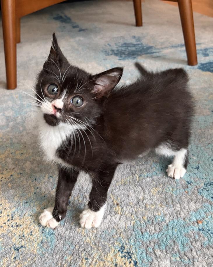 Emilio, a Adoptable Domestic Short Hair in San Francisco, CA image 2/6